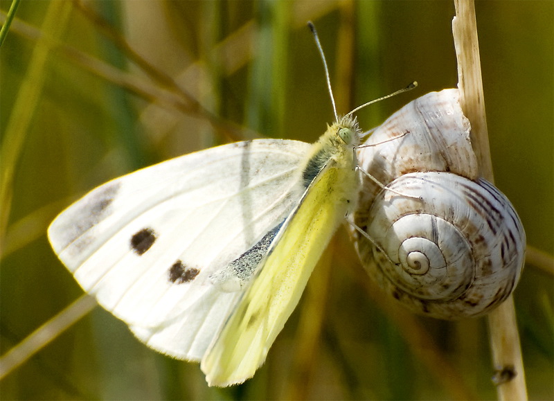 Tiere Bretagne  D35_2621 als Smart-Objekt-1 Kopie als Smart-Objekt-1.jpg - Hallo Schnecke wieso versteckst du dich ?